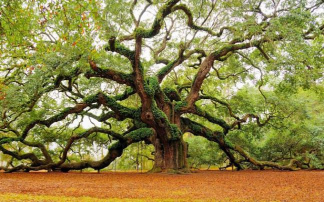 oak tree wallpaper 1080p - HD Desktop Wallpapers
