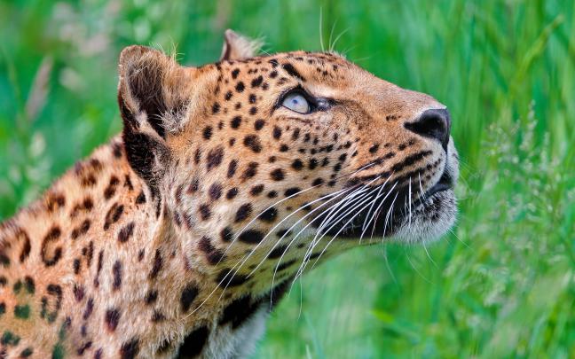 leopard breed - HD Desktop Wallpapers