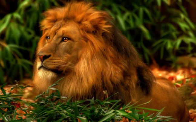 Cool Lion Wallpaper -