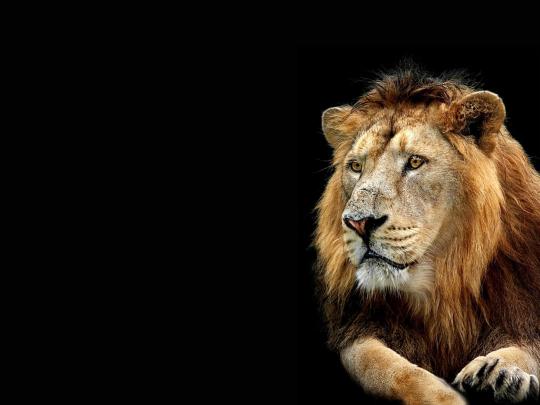 3D Wallpaper Desktop Backgrounds Lion -