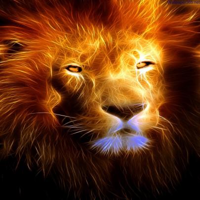 kane blog picz: Lion Wallpaper 3d