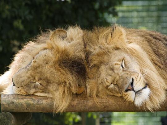 Lion Wallpapers | 3D Wallpaper | Nature Wallpaper | Free Download Wallpaper