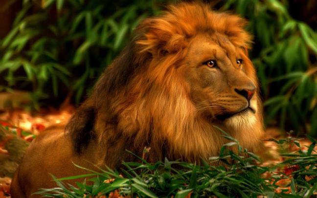 [43+] 3D Wallpaper Desktop Backgrounds Lion 