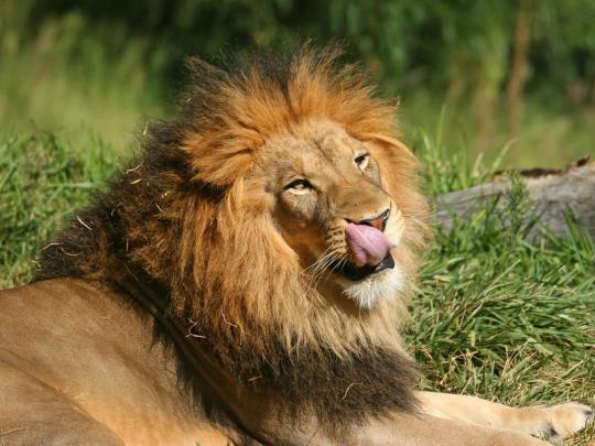 3D Wallpaper Desktop Backgrounds Lion -