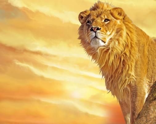 [41+] Cool Lion Wallpapers 