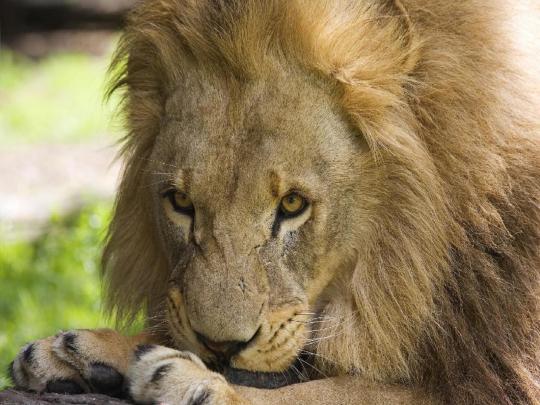 Lion Wallpapers | 3D Wallpaper | Nature Wallpaper | Free Download Wallpaper