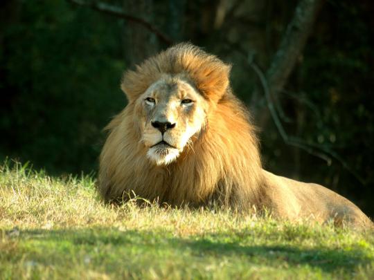 Lion Wallpapers | 3D Wallpaper | Nature Wallpaper | Free Download Wallpaper