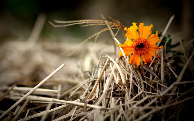 orange flower hay - HD Desktop Wallpapers