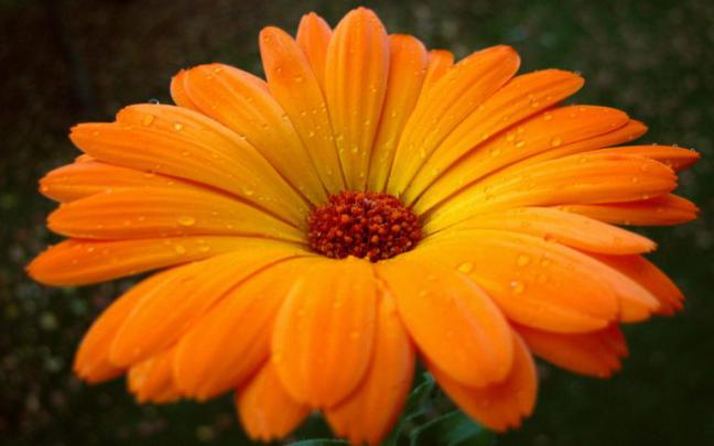 orange flower picture - HD Desktop Wallpapers