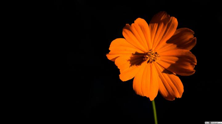 Orange Desktop Wallpaper (92+ images)