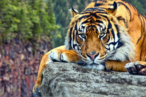 Wildlife of the World: Tiger Desktop Wallpapers HD