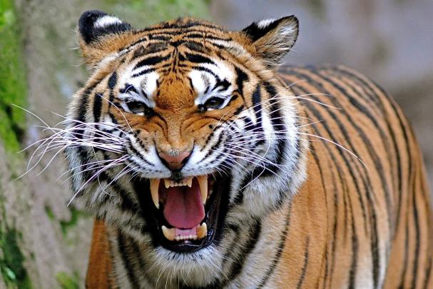 Important Information: Free Tiger Wallpaper, Desktop Tiger Wallpapers HD