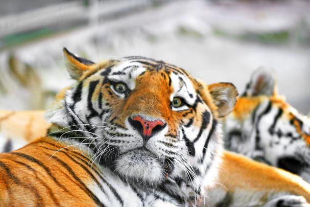 Siberian Tiger HD Wallpapers