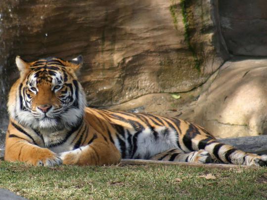wallpapers: Tiger Desktop Wallpapers