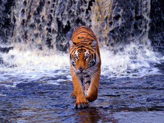 Download Free Bengal Tiger Wallpaper