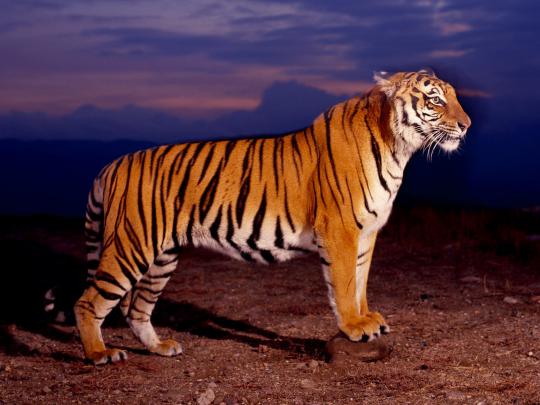 Best Desktop HD Wallpaper - Tiger HD wallpapers