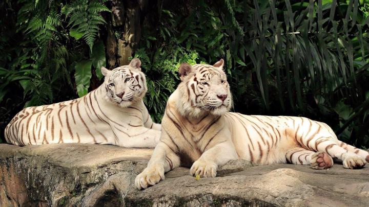 White Tiger Desktop Backgrounds