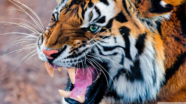 Tiger wallpapers hd free download