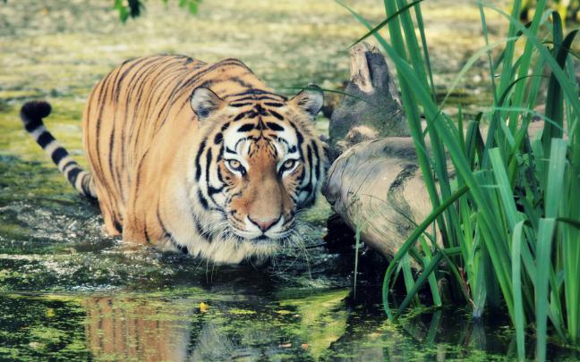 Wildlife of the World: Tiger Desktop Wallpapers HD