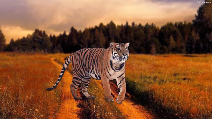 [60+] Tiger Desktop Wallpaper 