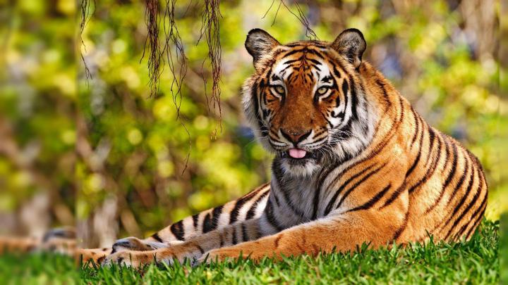 Tiger Wallpapers Desktop
