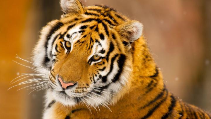 Awesome Royal Filled HD Tiger Wallpapers [Hand Picked] - Stugon