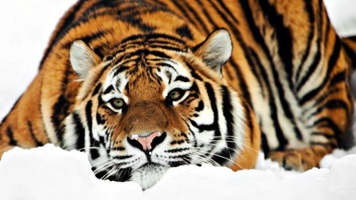 Tiger Desktop Backgrounds