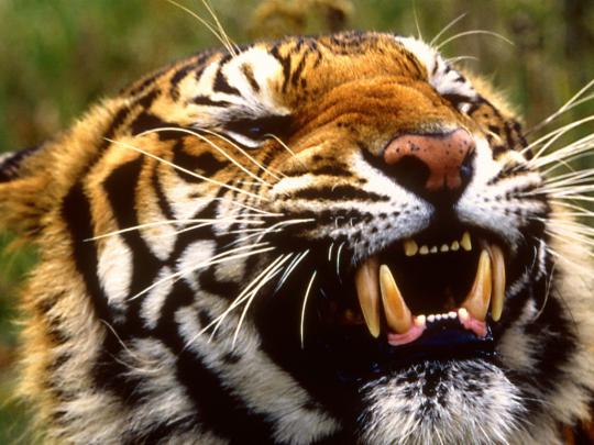 Best Desktop HD Wallpaper - Tiger HD wallpapers