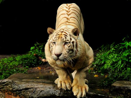 Best Desktop HD Wallpaper - Tiger HD wallpapers
