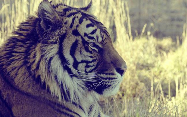 Tiger Desktop Wallpapers