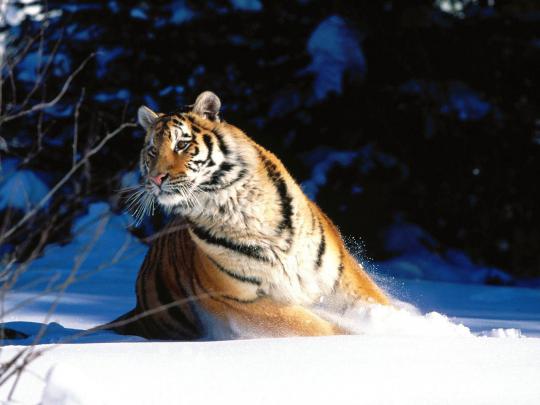 wallpapers: Tiger Desktop Wallpapers