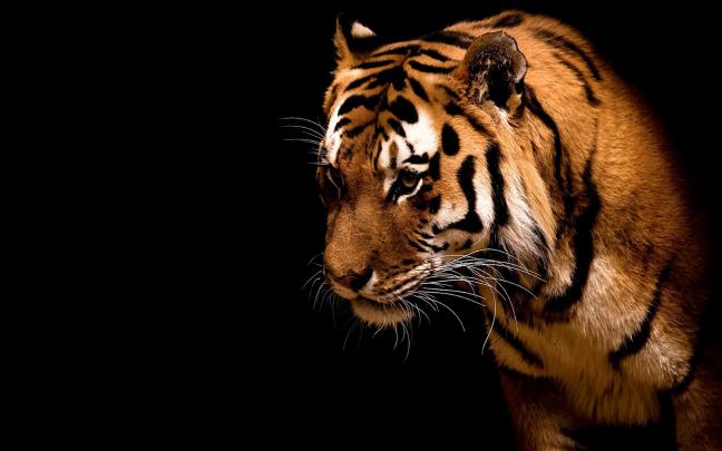 Wallpapers - HD Desktop Wallpapers Free Online: Amazing Wallpapers Of 