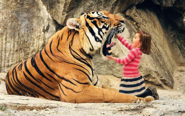 Cool Tiger Backgrounds