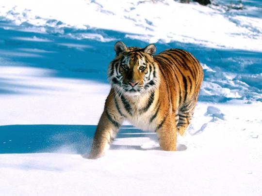 Best Desktop HD Wallpaper - Tiger HD wallpapers