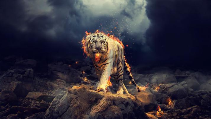 Desktop wallpaper angry, raging, white tiger, hd image, picture 