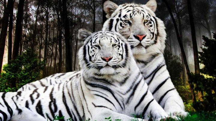 White Tiger Pair Desktop Backgrounds Computer