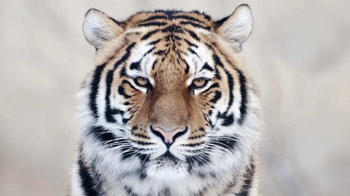 tiger hd photos - HD Desktop Wallpapers