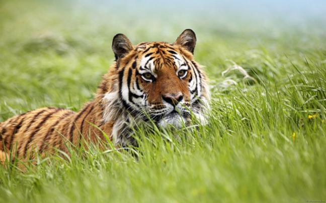 bengal tiger pictures - HD Desktop Wallpapers