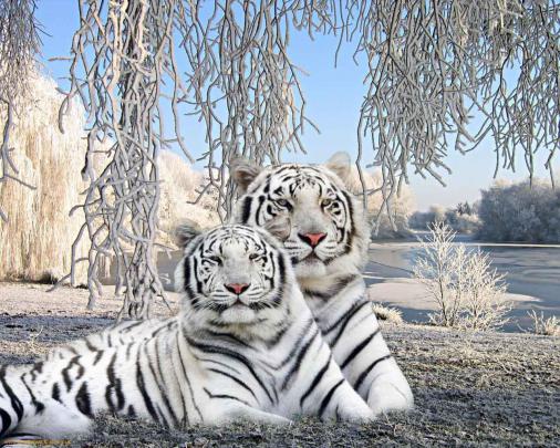 White Tiger Desktop Backgrounds