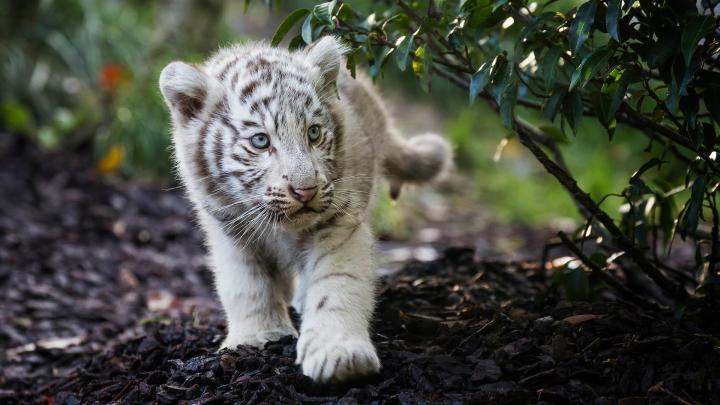 3840x2160 Cute Cub Bengal White Tiger 4K Wallpaper, HD Animals 4K 