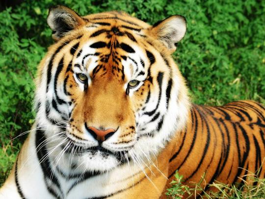Tiger Desktop Backgrounds (65+ pictures)