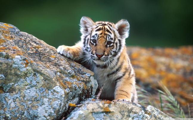 tiger, Cub Wallpapers HD \/ Desktop and Mobile Backgrounds