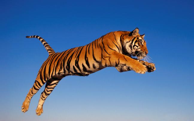 Windows Tiger Desktop Backgrounds | WindowsObserver.com