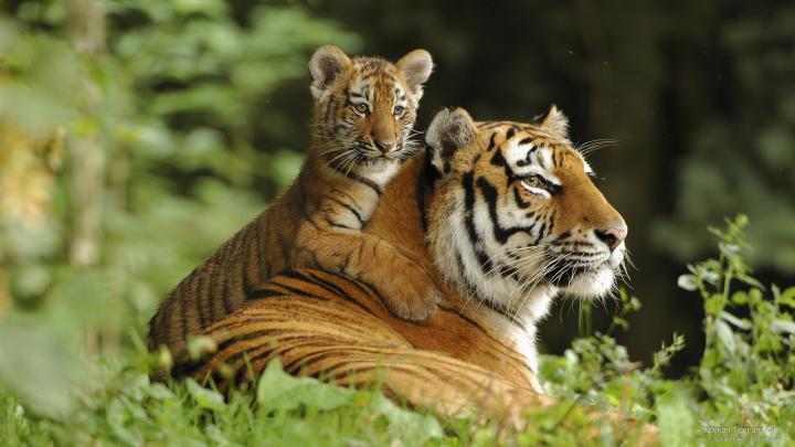 Siberian Tiger Wallpapers, Pictures, Images