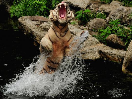 Best Desktop HD Wallpaper - Tiger HD wallpapers