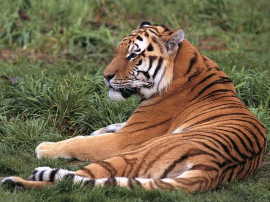 Best Desktop HD Wallpaper - Tiger HD wallpapers