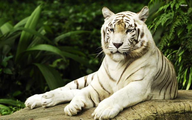 White Tiger Desktop Wallpapers