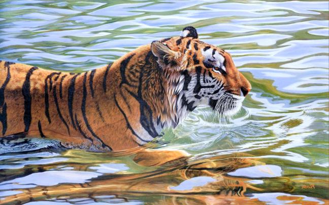 Tiger High Definiton HD Desktop Backgrounds \u0026 Wallpapers - All HD 