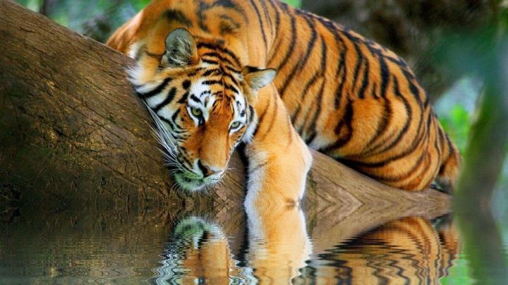 Tiger Wallpapers Free