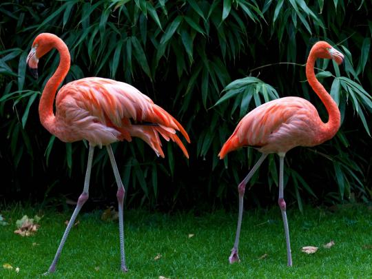Flamingo Desktop Wallpaper Hd Widescreen Free Download For Windows 